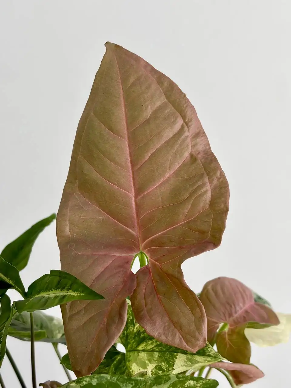 Сингониумы в горшках 1,5 л - Растения (Хобби и отдых) в Уфа