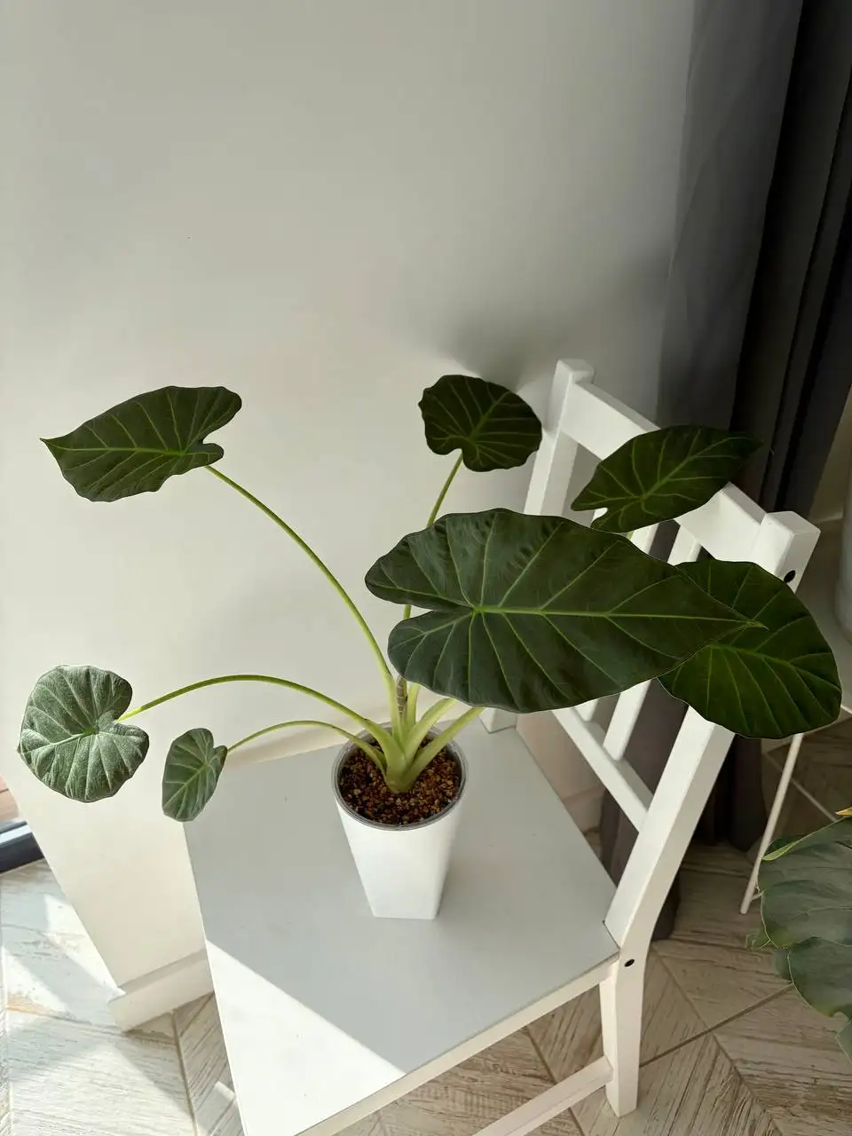 Алоказия регал шилдс крупномер в кашпо Грейс - Растения (Хобби и отдых) в Уфа