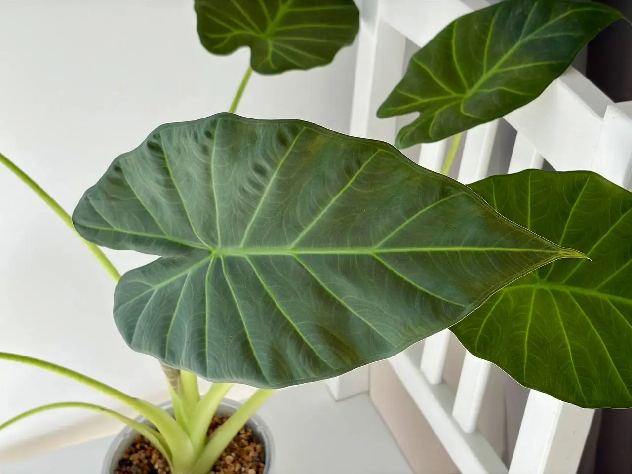 Алоказия регал шилдс крупномер в кашпо Грейс - Растения (Хобби и отдых) в Уфа
