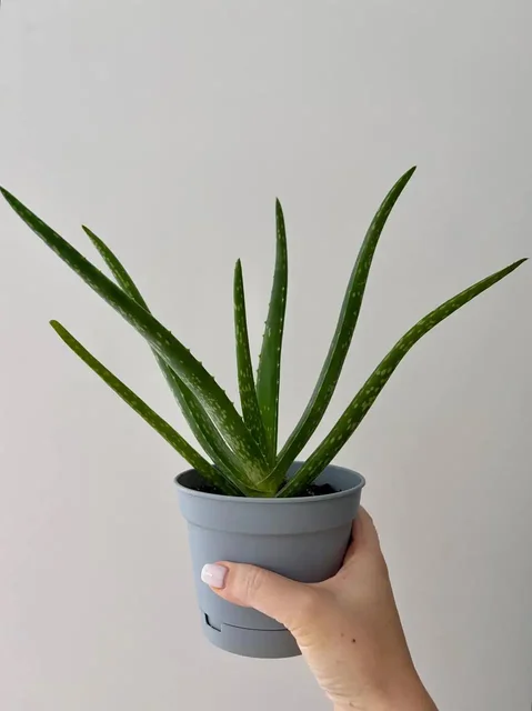 Алоэ вера в горшке 0,7 л - Садоводство в Уфа