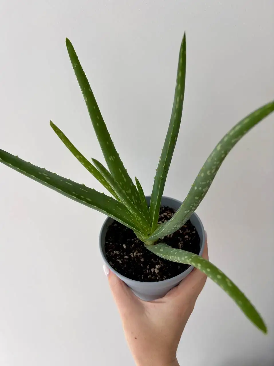 Алоэ вера в горшке 0,7 л - Растения (Хобби и отдых) в Уфа