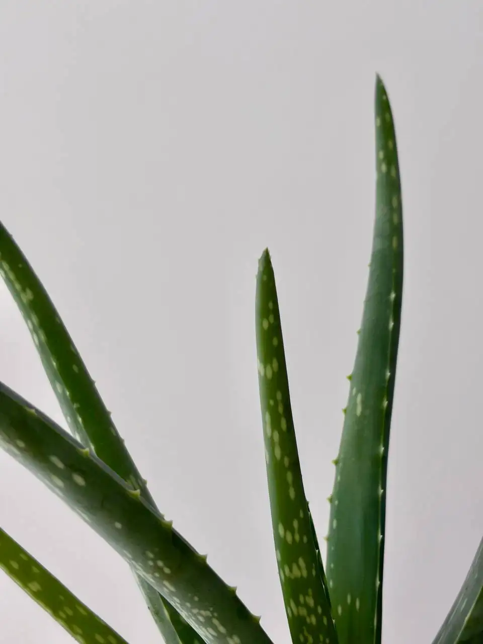 Алоэ вера в горшке 0,7 л - Растения (Хобби и отдых) в Уфа