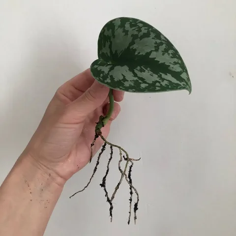 Укоренённый лист сциндапсуса - Видеоигры в Уфа