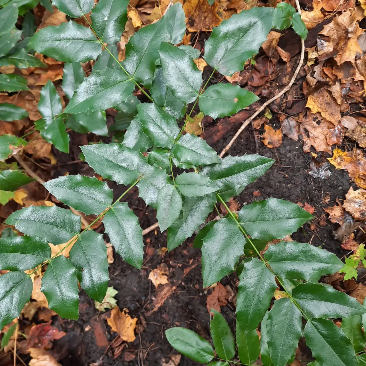 Магония падуболистная саженцы - Растения (Хобби и отдых) в Уфа