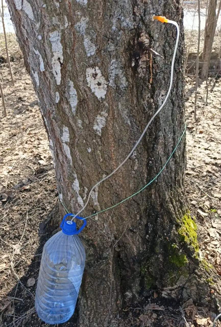 Свежий березовый сок 2026 года - Продукты питания/Напитки (Хобби и отдых) в Уфа