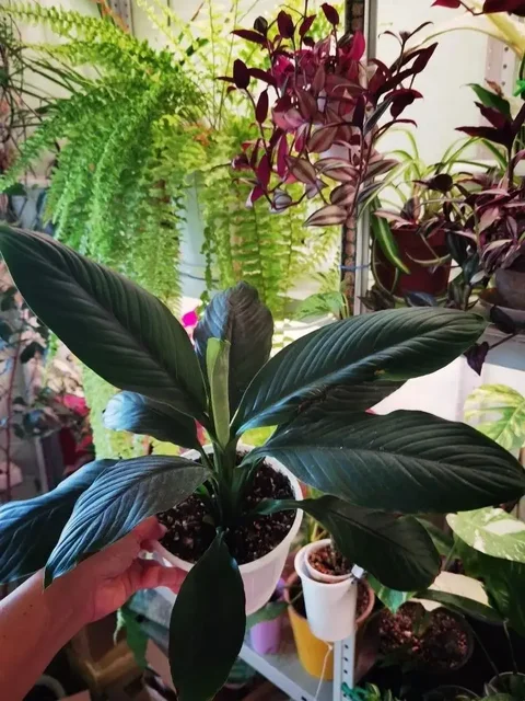 Продажа комнатных растений в Уфе - Видеоигры в Уфа