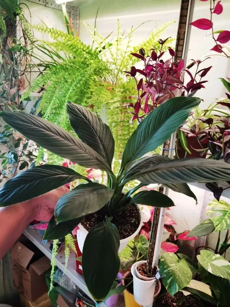 Продажа комнатных растений в Уфе - Растения (Хобби и отдых) в Уфа