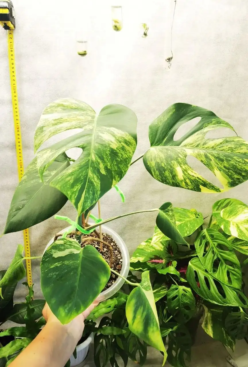 Продажа комнатных растений в Уфе - Растения (Хобби и отдых) в Уфа