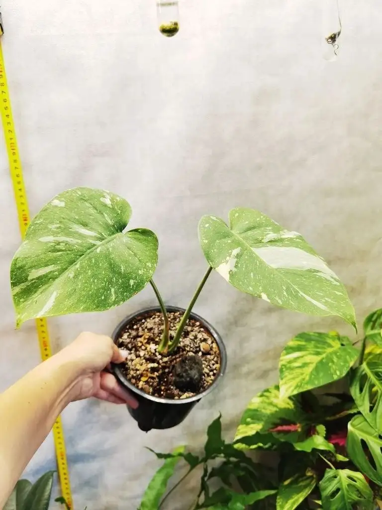 Продажа комнатных растений в Уфе - Растения (Хобби и отдых) в Уфа