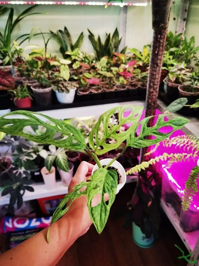 Продажа комнатных растений в Уфе - Растения (Хобби и отдых) в Уфа