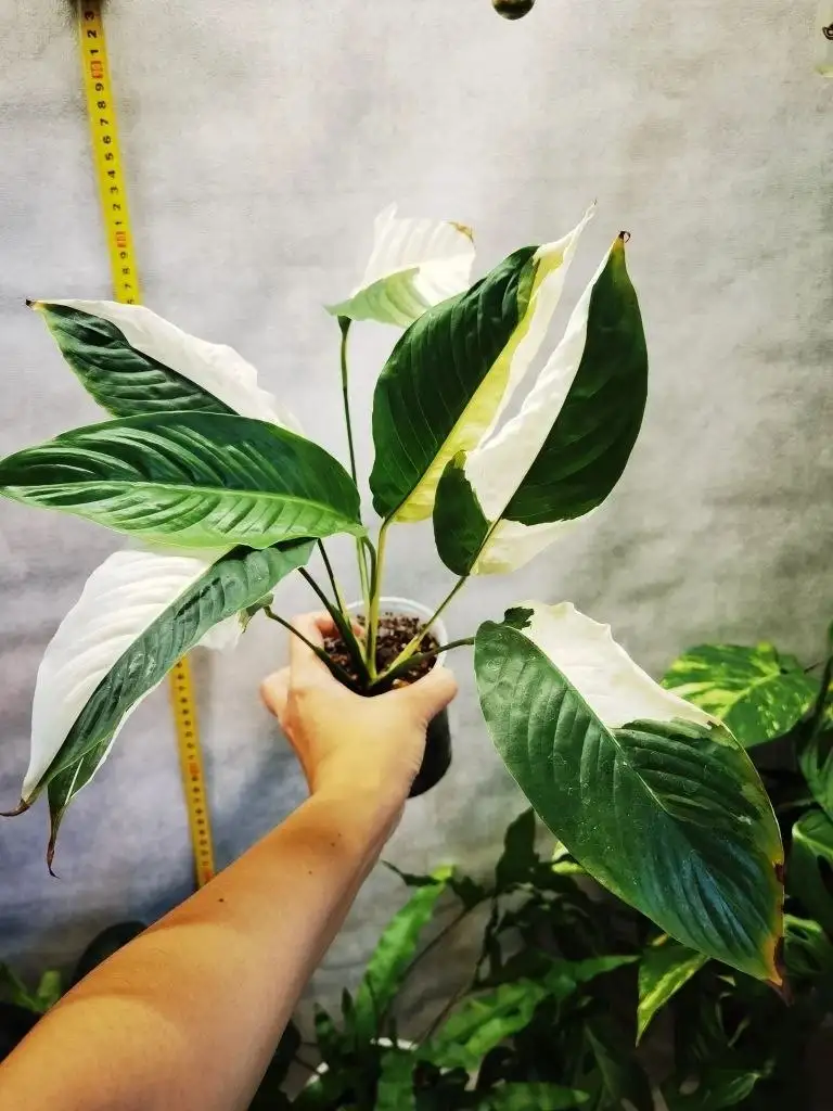 Продажа комнатных растений в Уфе - Растения (Хобби и отдых) в Уфа