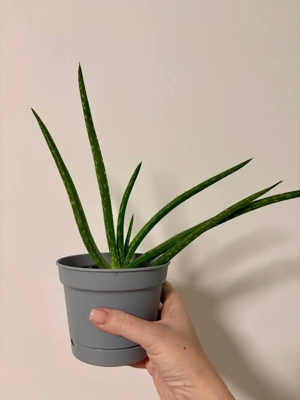 Алоэ в горшочке готовое к пересадке - Растения в Уфа