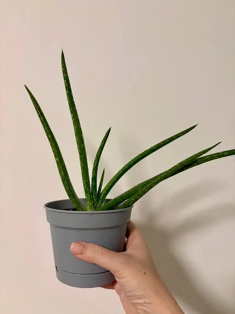 Алоэ в горшочке готовое к пересадке - частное объявление в Уфа