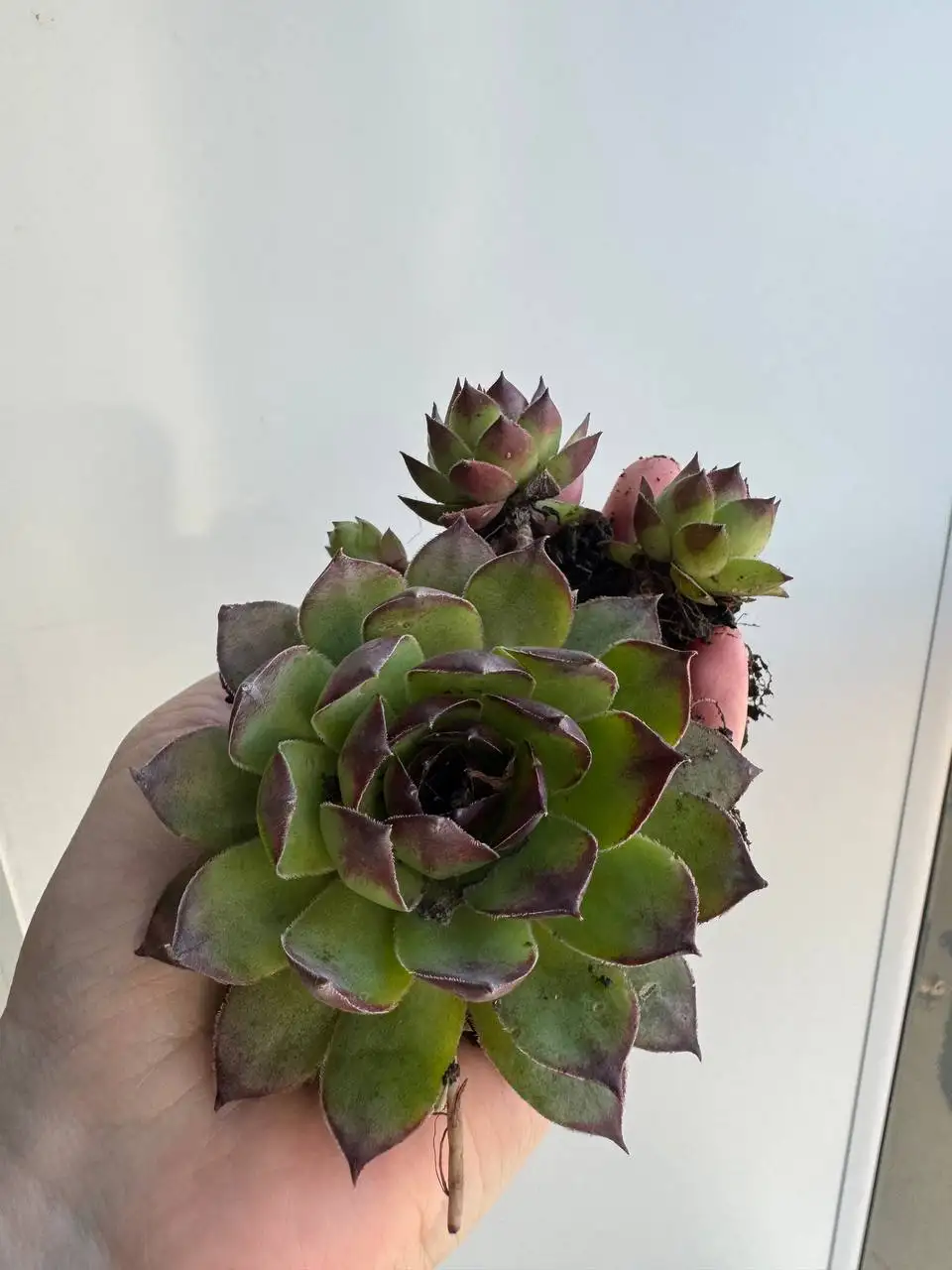 Каменная роза с детками для посадки под деревья - Растения (Хобби и отдых) в Уфа