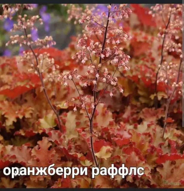 Продажа сортовых гейхер в Уфе - Видеоигры в Уфа