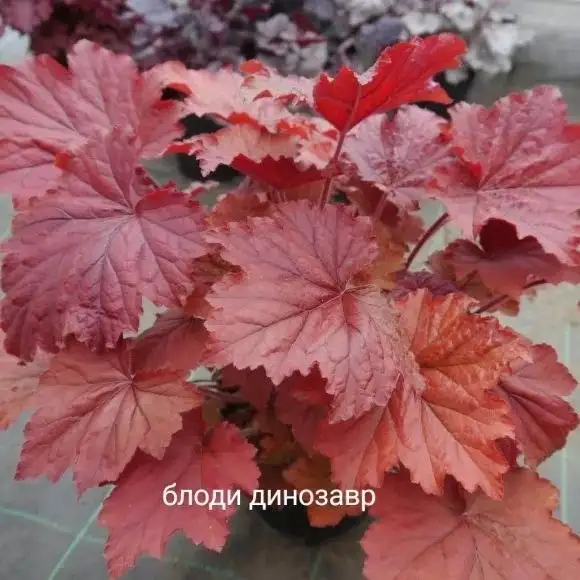 Продажа сортовых гейхер в Уфе - Растения (Хобби и отдых) в Уфа