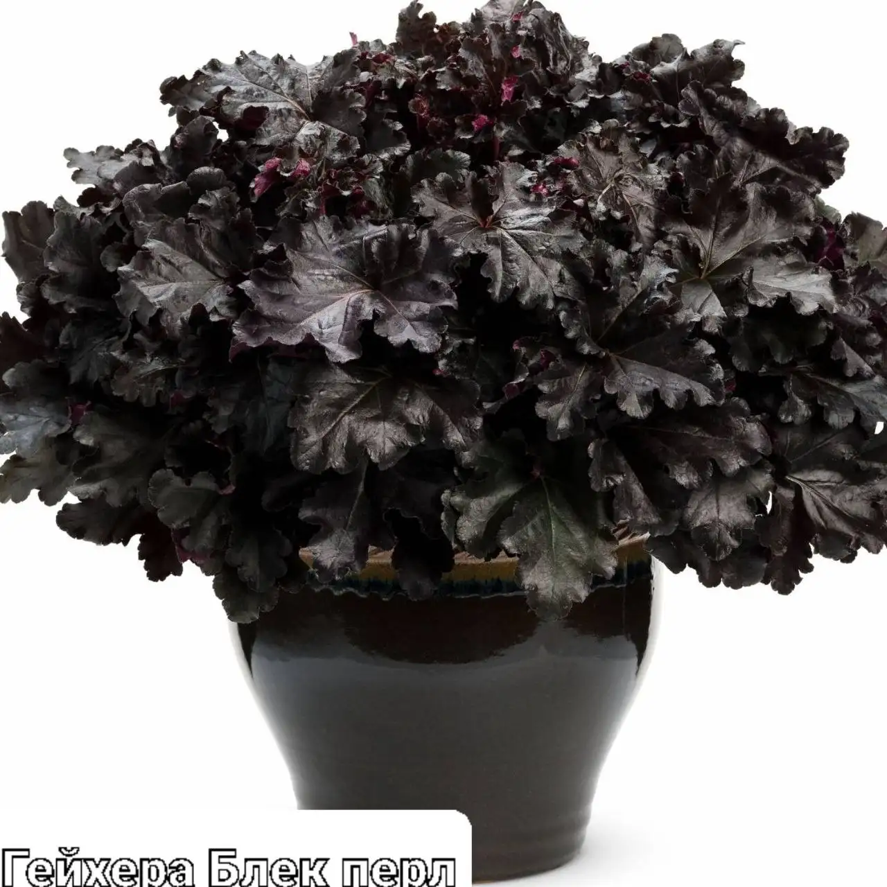 Продажа сортовых гейхер в Уфе - Растения (Хобби и отдых) в Уфа