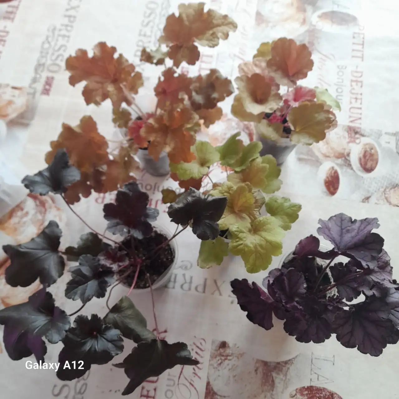 Продажа сортовых гейхер в Уфе - Растения (Хобби и отдых) в Уфа