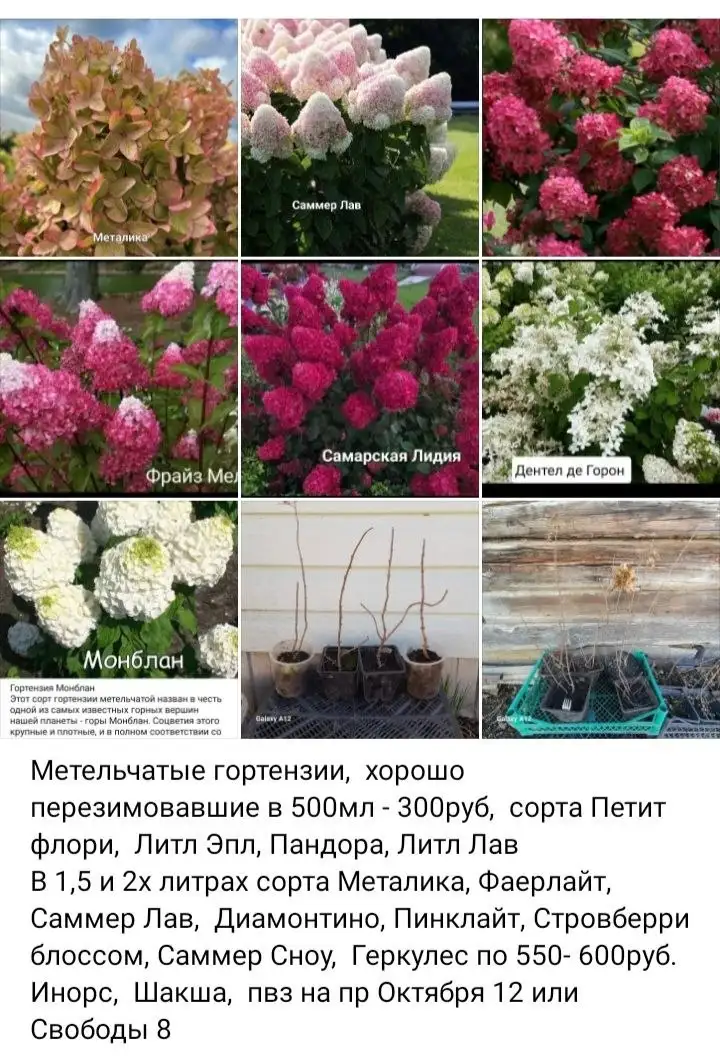 Метельчатые гортензии для дачи - Растения (Хобби и отдых) в Уфа