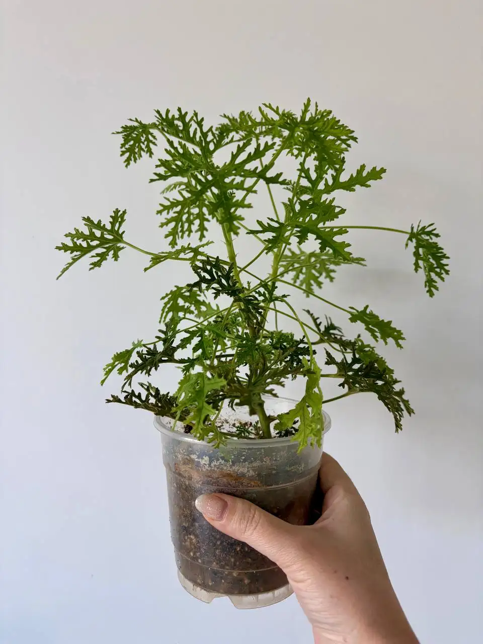 Герань душистая в горшке 0,7 л - Растения (Хобби и отдых) в Уфа