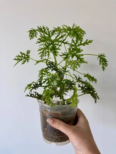 Герань душистая в горшке 0,7 л - Видеоигры в Уфа