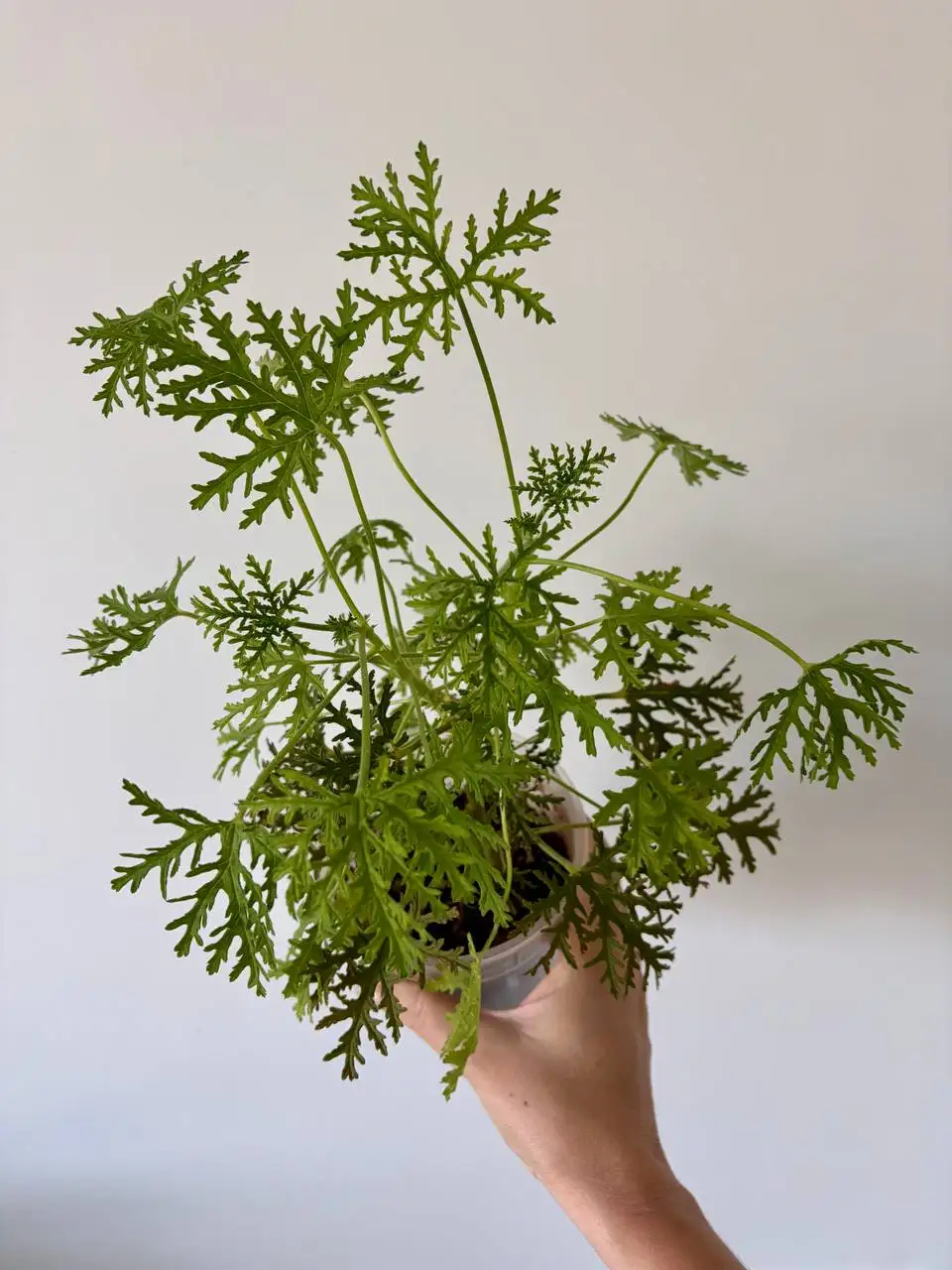 Герань душистая в горшке 0,7 л - Растения (Хобби и отдых) в Уфа