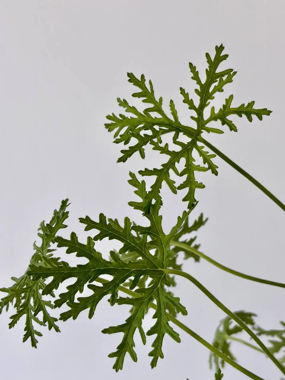 Герань душистая в горшке 0,7 л - Растения (Хобби и отдых) в Уфа