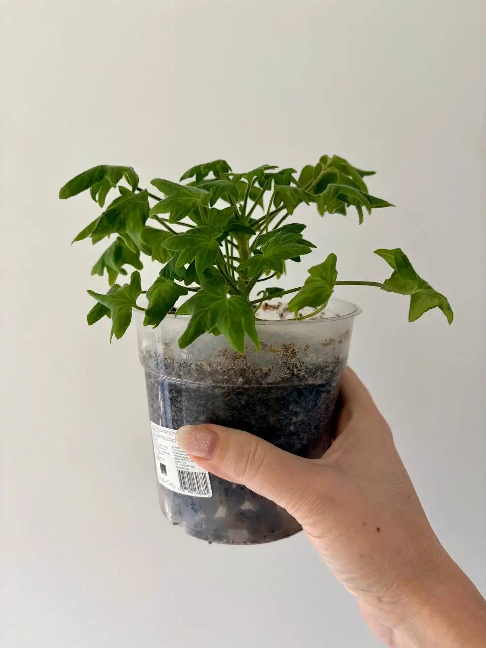 Герань звезчатая в горшке 0,7 л - Растения (Хобби и отдых) в Уфа