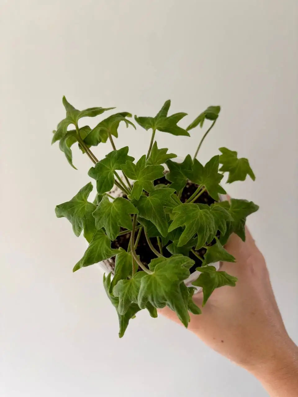 Герань звезчатая в горшке 0,7 л - Растения (Хобби и отдых) в Уфа