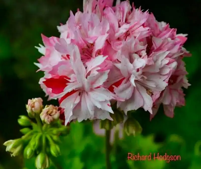 Герань звезчатая в горшке 0,7 л - Растения (Хобби и отдых) в Уфа