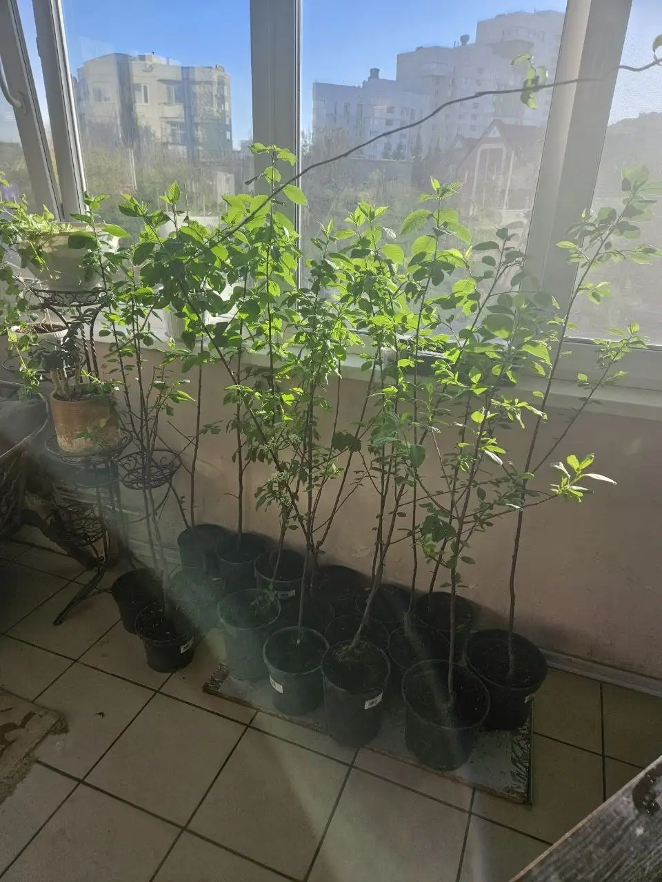 Саженцы черемухи Шуберта 150 см - Растения (Для дома и дачи) в Уфа