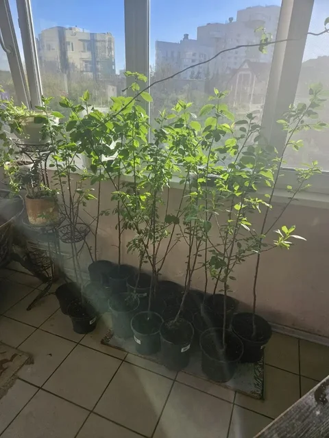 Саженцы черемухи Шуберта 150 см - Хранение и организация в Уфа