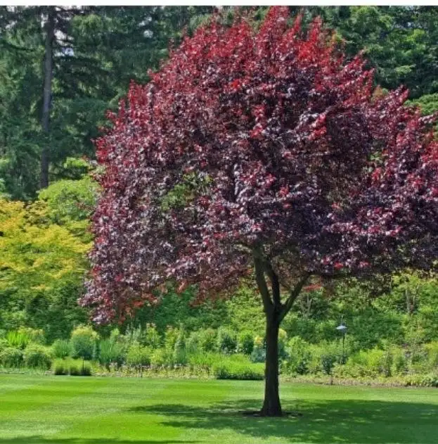 Саженцы черемухи Шуберта 150 см - Растения (Для дома и дачи) в Уфа
