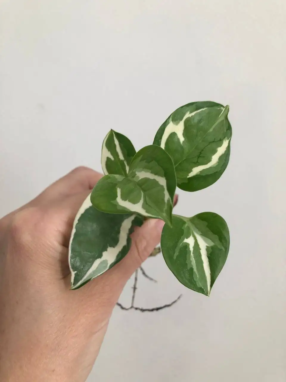 Продажа растений в Уфе - Растения (Хобби и отдых) в Уфа