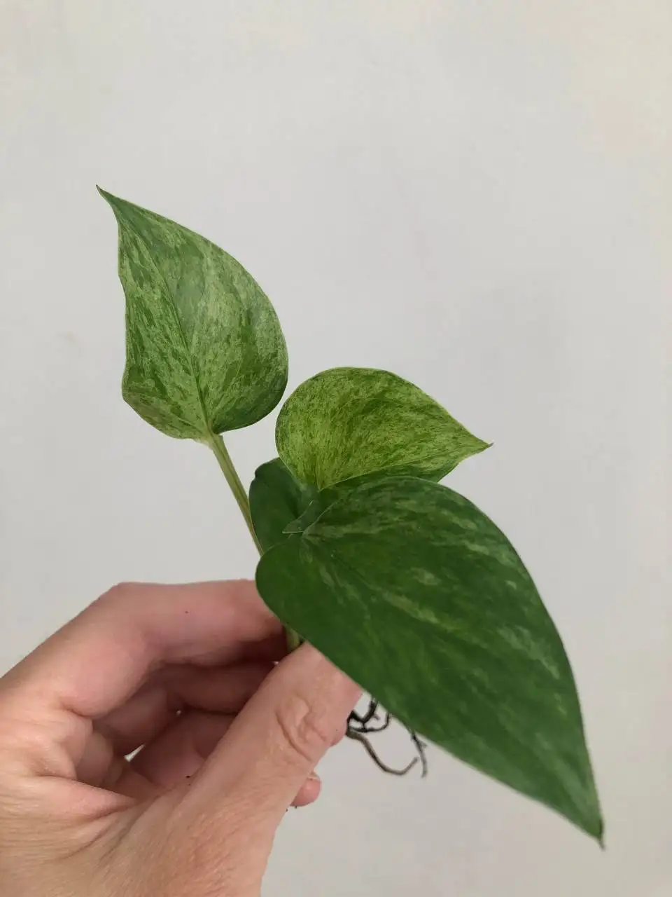 Продажа растений в Уфе - Растения (Хобби и отдых) в Уфа