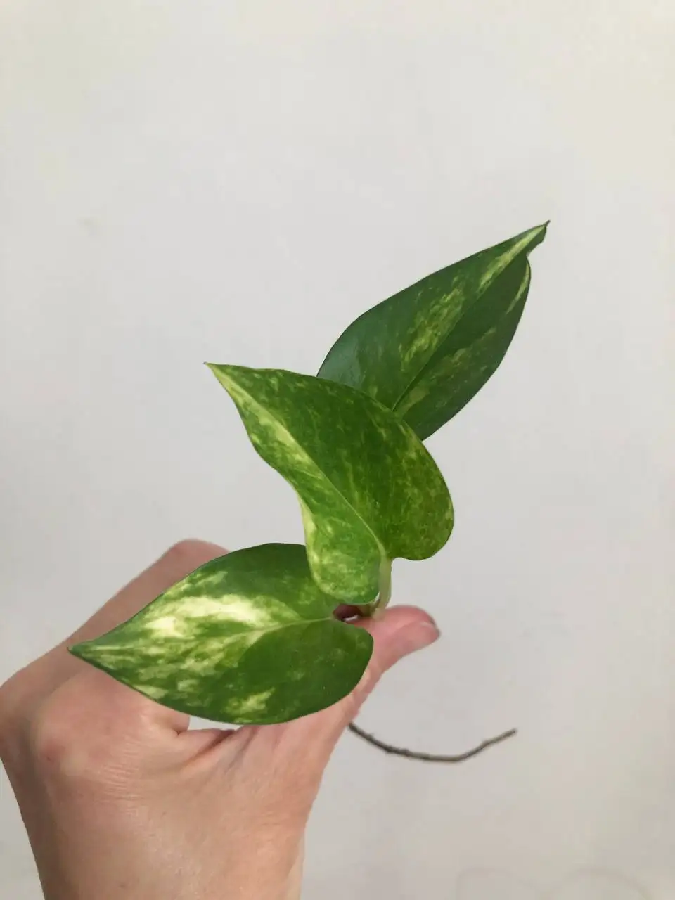 Продажа растений в Уфе - Растения (Хобби и отдых) в Уфа