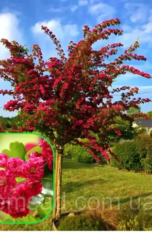 Боярышник Пауль Скарлет декоративный - Хранение и организация в Уфа