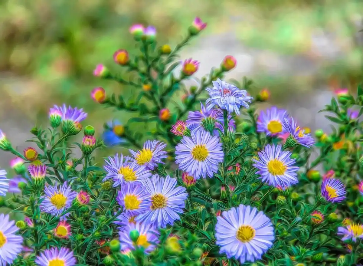 Отростки осенней астры - Растения (Хобби и отдых) в Уфа