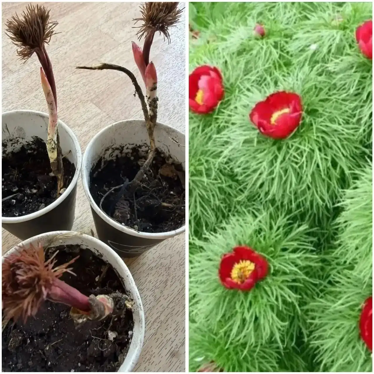 Пион узколистный и бадан - Растения (Хобби и отдых) в Уфа