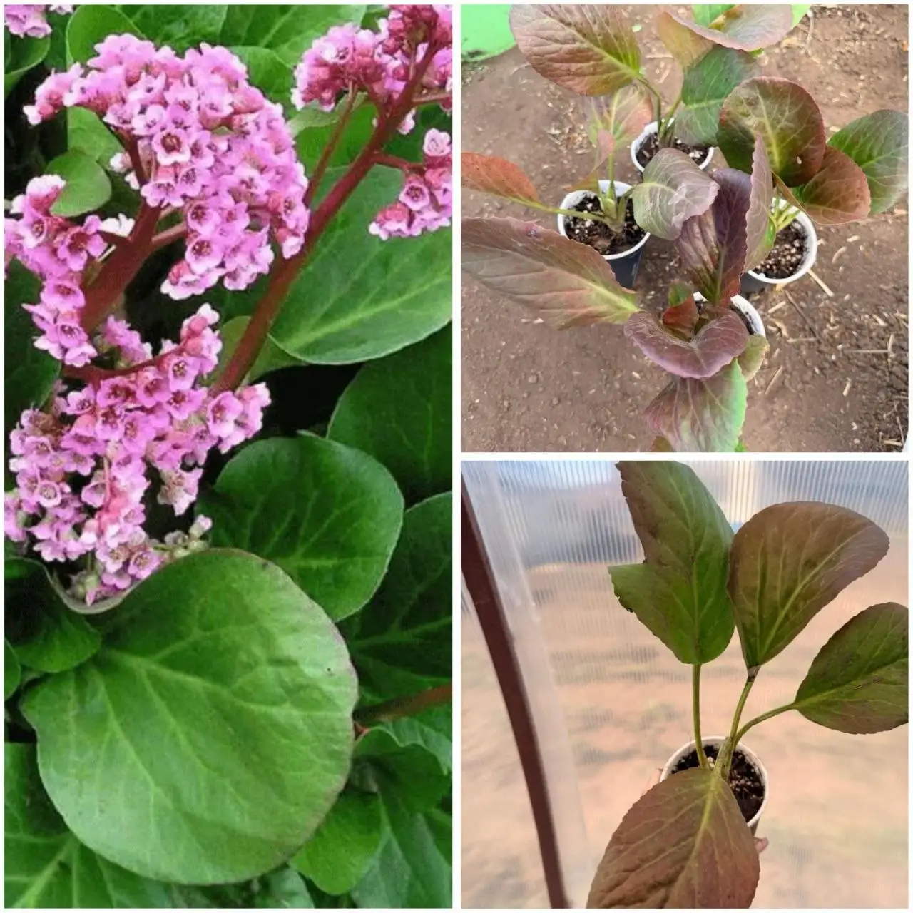 Пион узколистный и бадан - Растения (Хобби и отдых) в Уфа