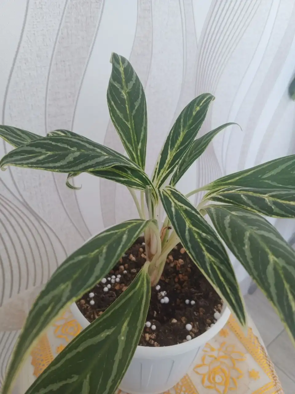 Аглаонема Бай Као - Растения (Хобби и отдых) в Уфа