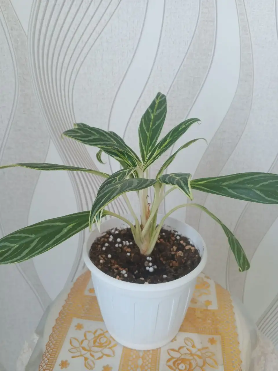 Аглаонема Бай Као - Растения (Хобби и отдых) в Уфа