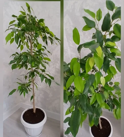 Фикус бенджамина высотой 120 см - Спортивные товары в Уфа
