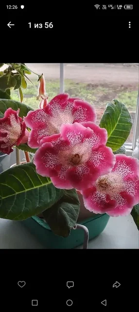 Глоксиния Тигрина Ред - Спортивные товары в Уфа