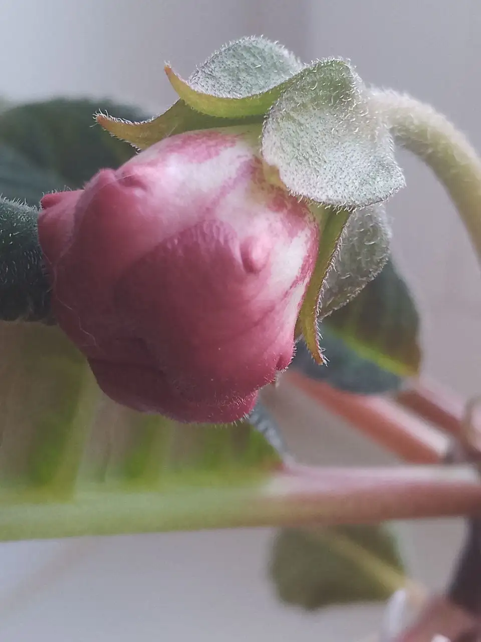 Глоксиния Тигрина Ред - Растения (Хобби и отдых) в Уфа