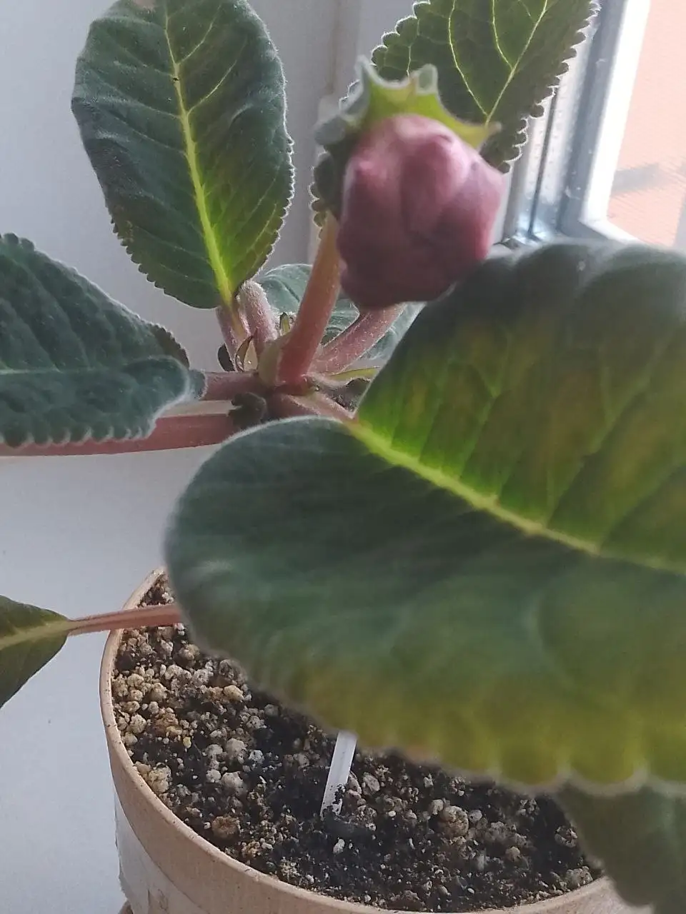 Глоксиния Тигрина Ред - Растения (Хобби и отдых) в Уфа