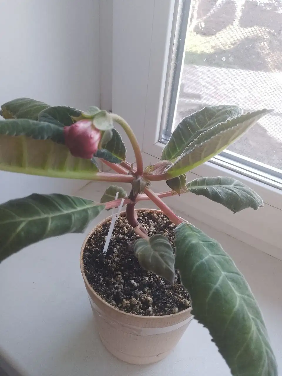 Глоксиния Тигрина Ред - Растения (Хобби и отдых) в Уфа