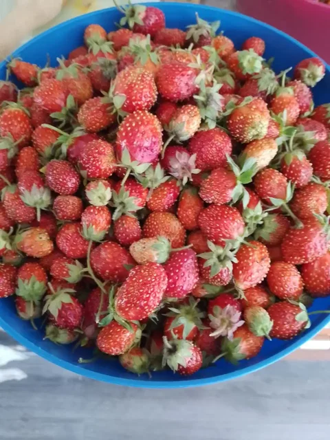 Продажа розеток клубники сорта фестивальная - Спортивные товары в Уфа