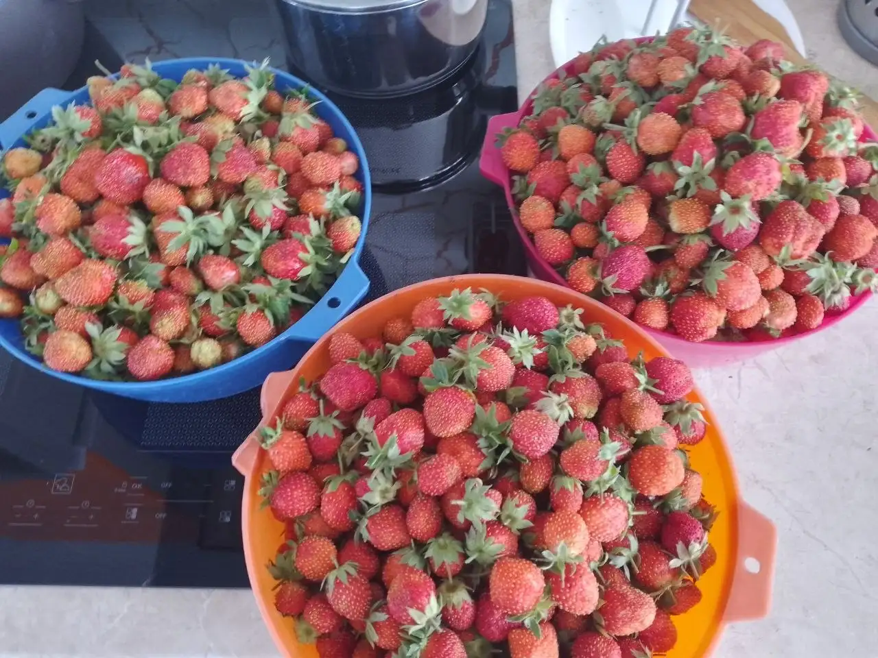 Продажа розеток клубники сорта фестивальная - Растения/Садоводство (Хобби и отдых) в Уфа