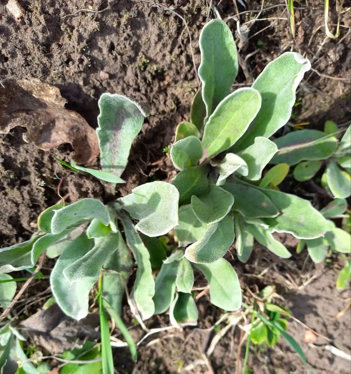 Лихнис Дема - Растения (Хобби и отдых) в Уфа